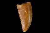 Serrated, Raptor Tooth - Real Dinosaur Tooth #157916-1